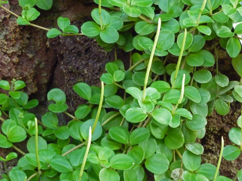 Photo of Peperomia
