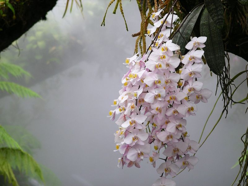 Photo of Phalaenopsis Orchid