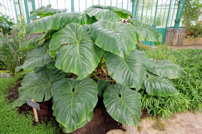 Photo of Philodendron