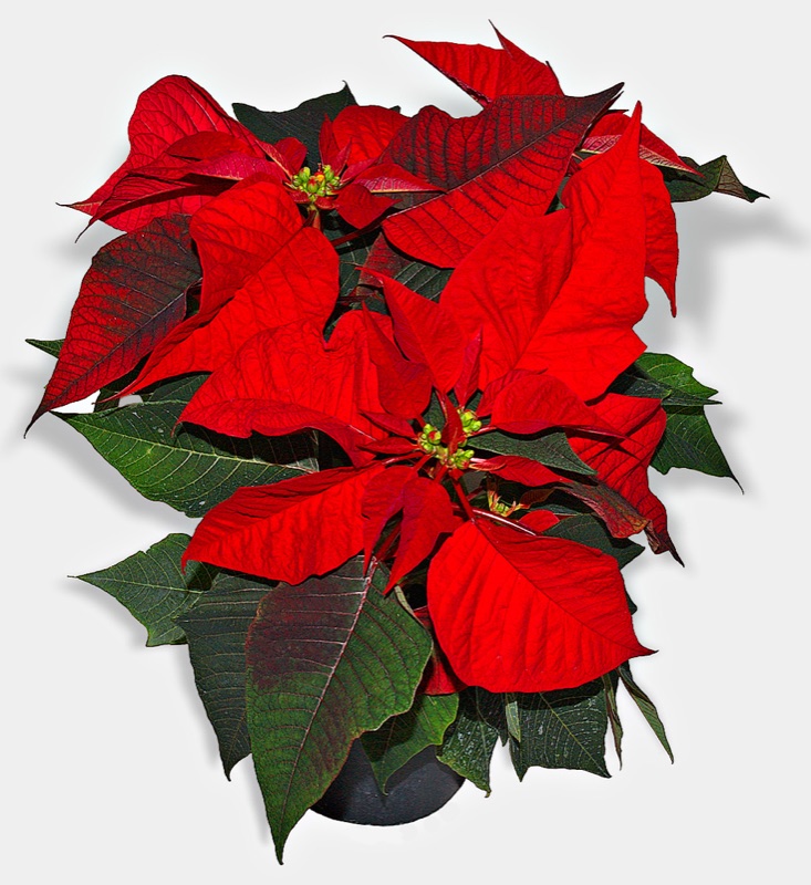 Photo of Poinsettia