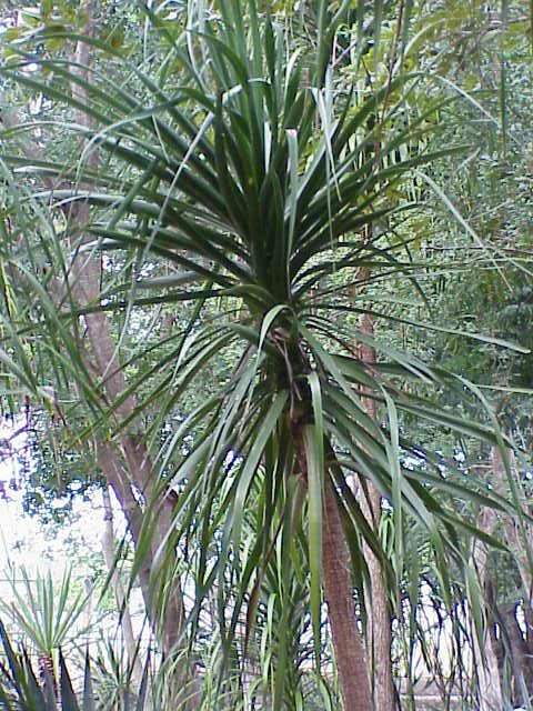 Photo of Ponytail Palm
