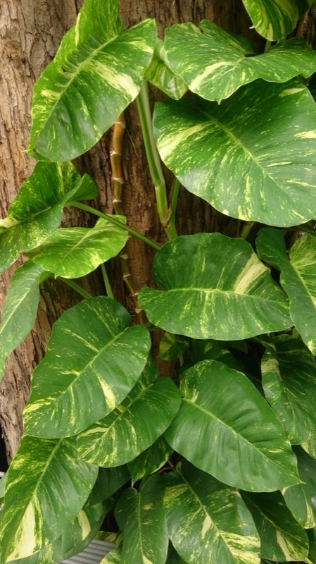 Photo of Pothos