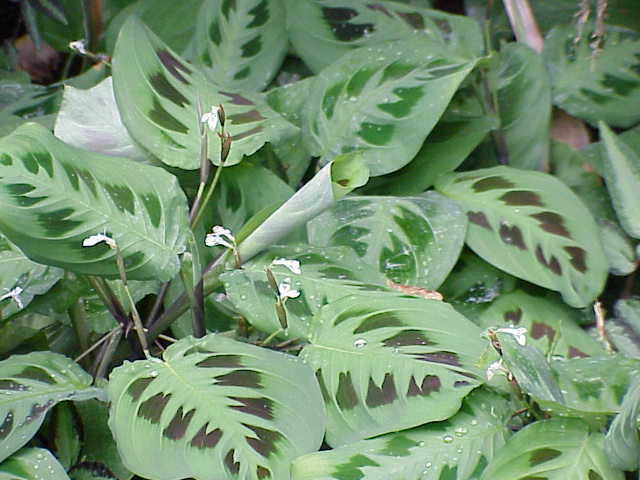 Photo of Prayer Plant