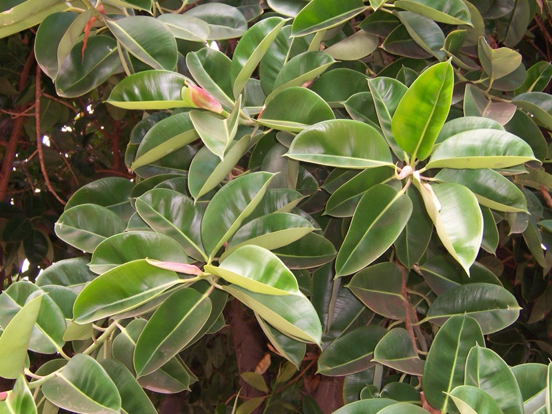 Photo of Rubber Plant