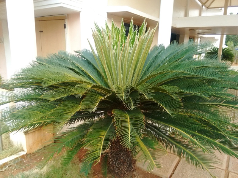 Photo of Sago Palm