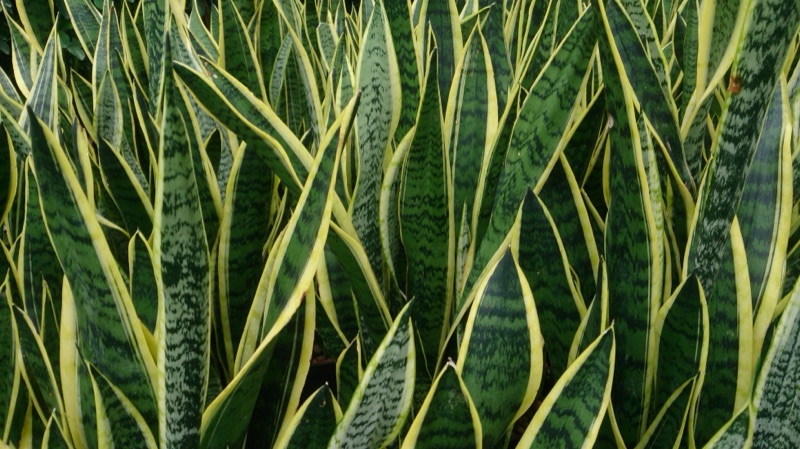 Photo of Snake Plant