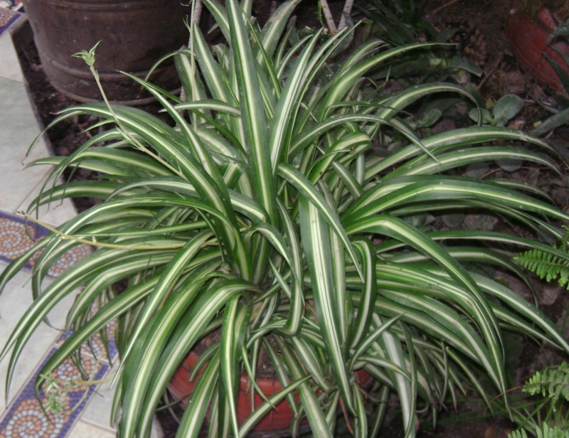 Photo of Spider Plant