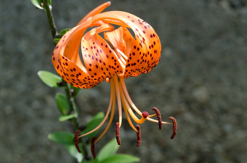 Photo of Tiger Lily