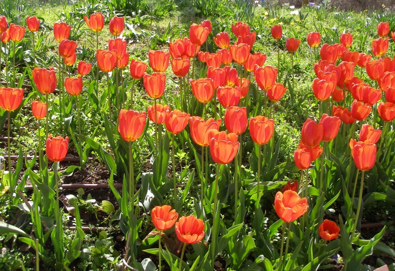 Photo of Tulip