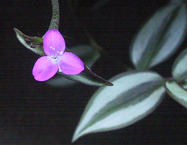 Photo of Wandering Jew