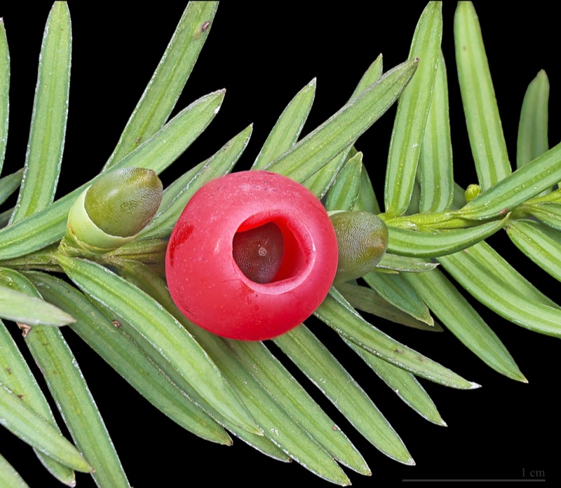 Photo of Yew